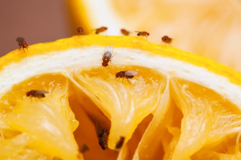 Slik blir du kvitt bananfluer